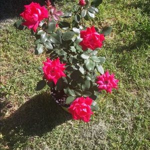 Meet your Posher, Debbie